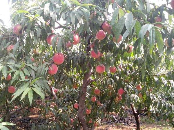 想知道桃樹結(jié)果多的秘訣嗎？