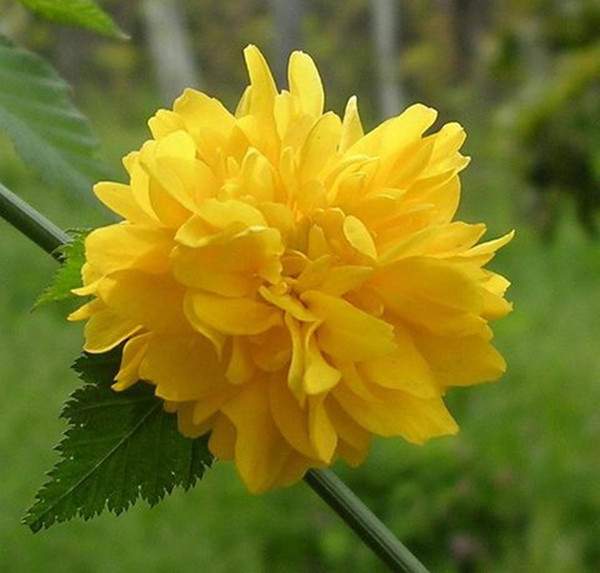 棣棠花--長景園林 棣棠花--長景園林