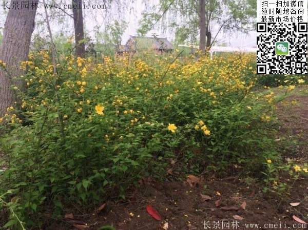 棣棠--長景園林 棣棠--長景園林