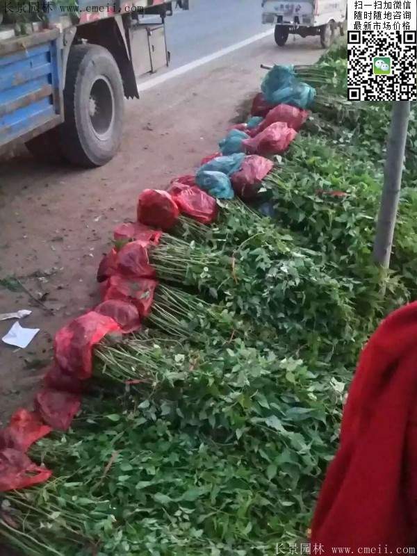 重瓣棣棠--長景園林