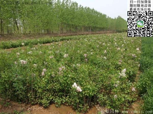 丁香基地 丁香基地