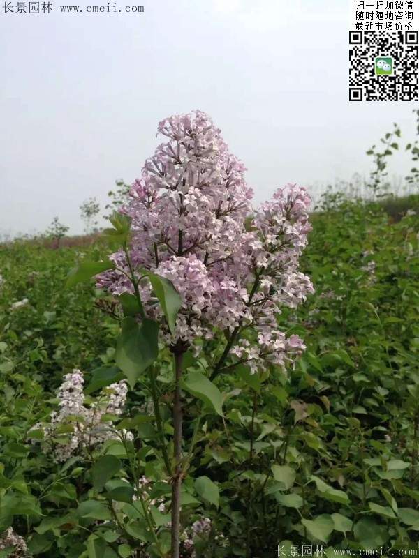 丁香花 丁香花