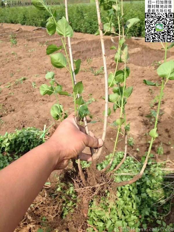 丁香基地 丁香基地