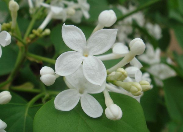 白花丁香 白花丁香