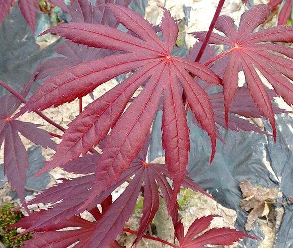 日本紅楓 日本紅楓