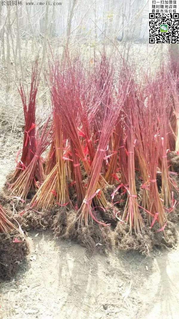 紅瑞木基地--長景園林 紅瑞木基地--長景園林