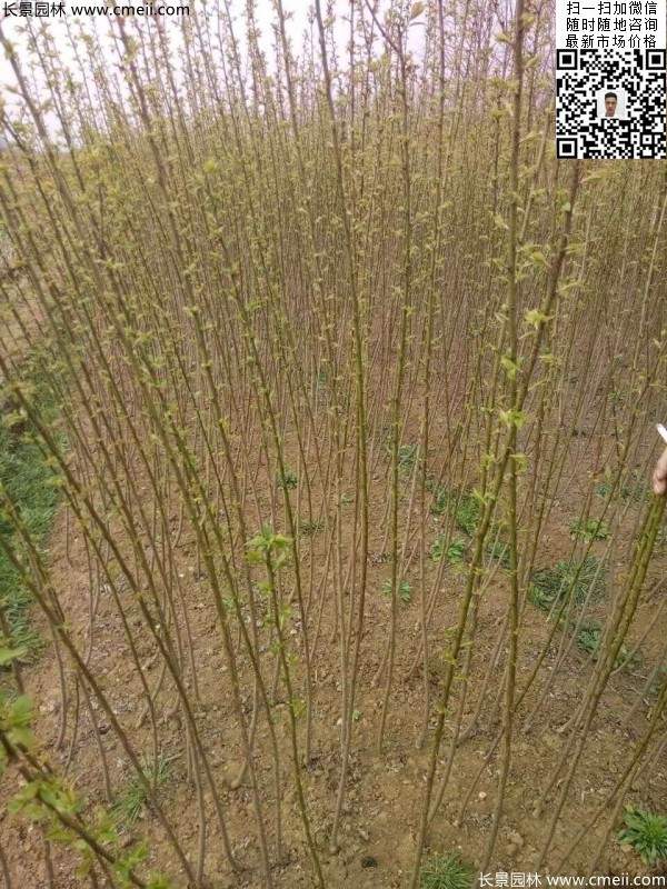 紅梅小苗 紅梅小苗