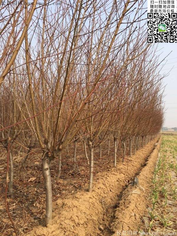 紅葉碧桃 紅葉碧桃