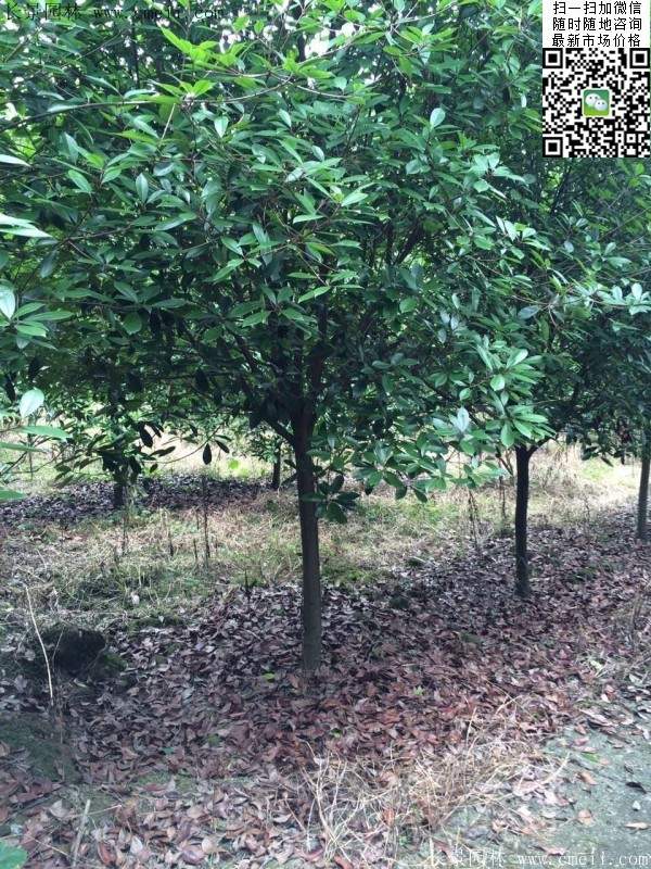 高桿紅葉石楠--長景園林 高桿紅葉石楠--長景園林