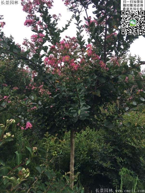 紫薇樹 紫薇樹