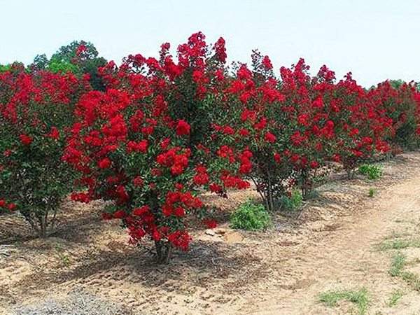 專家告訴你，市場上紫薇花樹價格是多少？