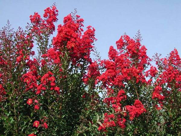 專家告訴你，市場上紫薇花樹價格是多少？