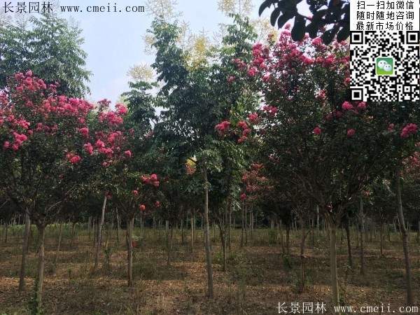 專家告訴你，市場上紫薇花樹價格是多少？