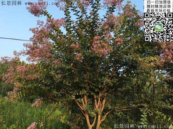 專家告訴你，市場上紫薇花樹價格是多少？