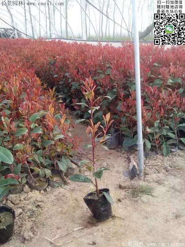 紅葉石楠小苗--長(zhǎng)景園林 紅葉石楠小苗--長(zhǎng)景園林