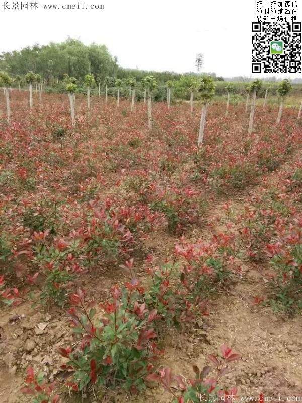 紅葉石楠小苗--長(zhǎng)景園林 紅葉石楠小苗--長(zhǎng)景園林
