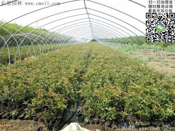 紅葉石楠小苗--長(zhǎng)景園林 紅葉石楠小苗--長(zhǎng)景園林