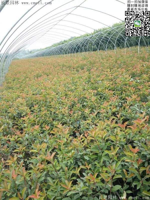 紅葉石楠小苗--長(zhǎng)景園林 紅葉石楠小苗--長(zhǎng)景園林