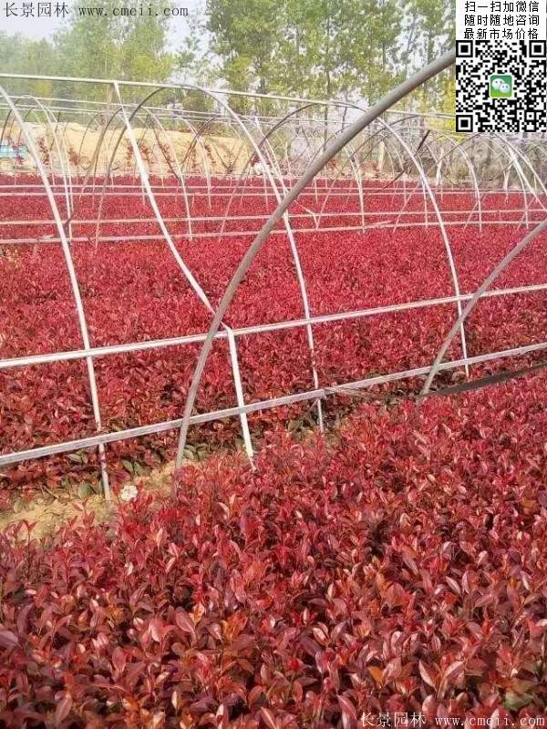 紅葉石楠小苗--長(zhǎng)景園林 紅葉石楠小苗--長(zhǎng)景園林