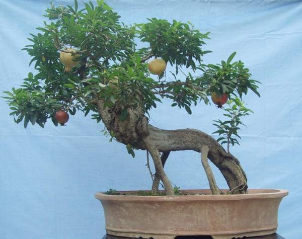 石榴盆景 石榴盆景