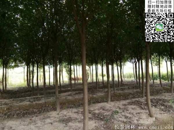 紅葉石楠樹--長景園林 紅葉石楠樹--長景園林