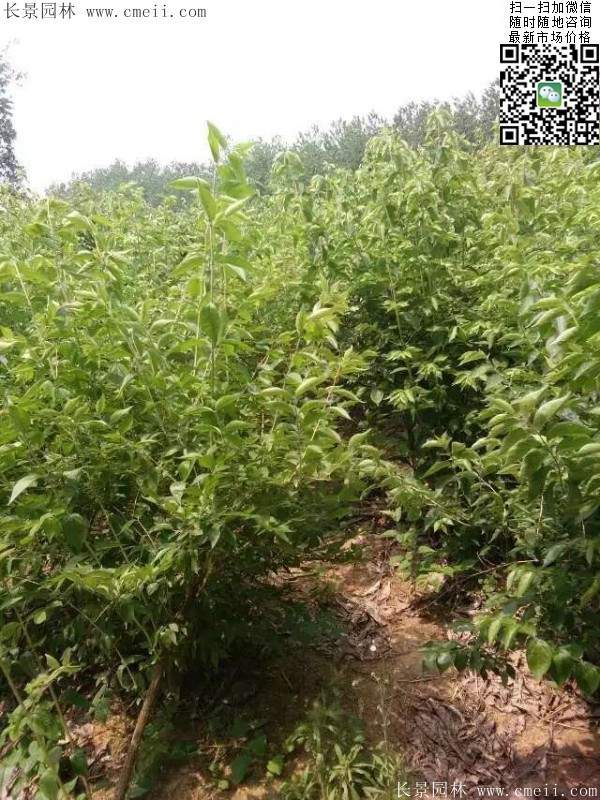 金銀木只要看一眼就迷上了,不信你就看看 金銀木只要看一眼就迷上了,不信你就看看