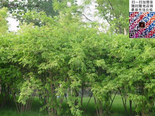 金銀木基地 金銀木基地