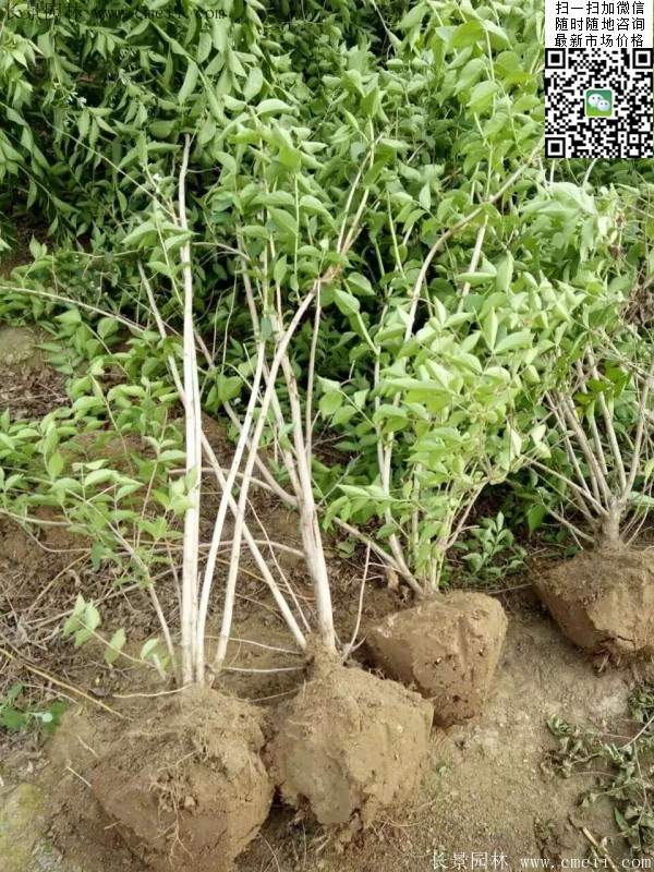 金銀木基地 金銀木基地