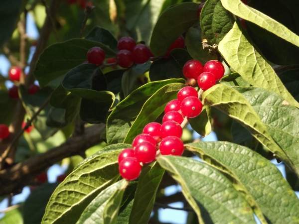 金銀木圖片 金銀木圖片