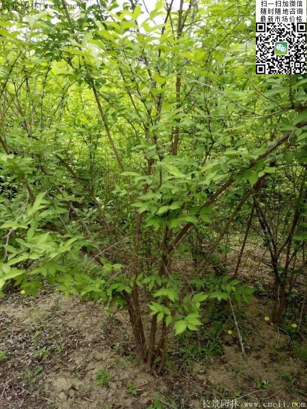 金銀木價格 金銀木價格