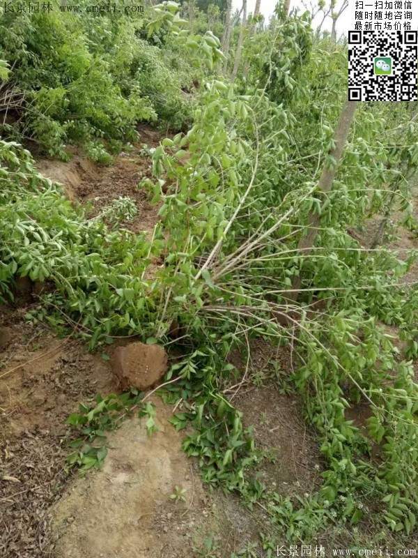 金銀木價格 金銀木價格