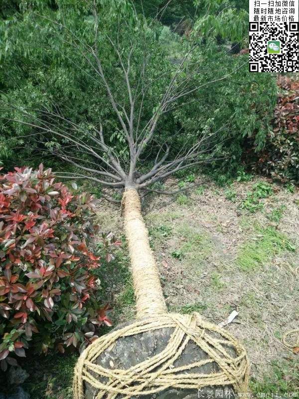 大規格櫸樹 大規格櫸樹