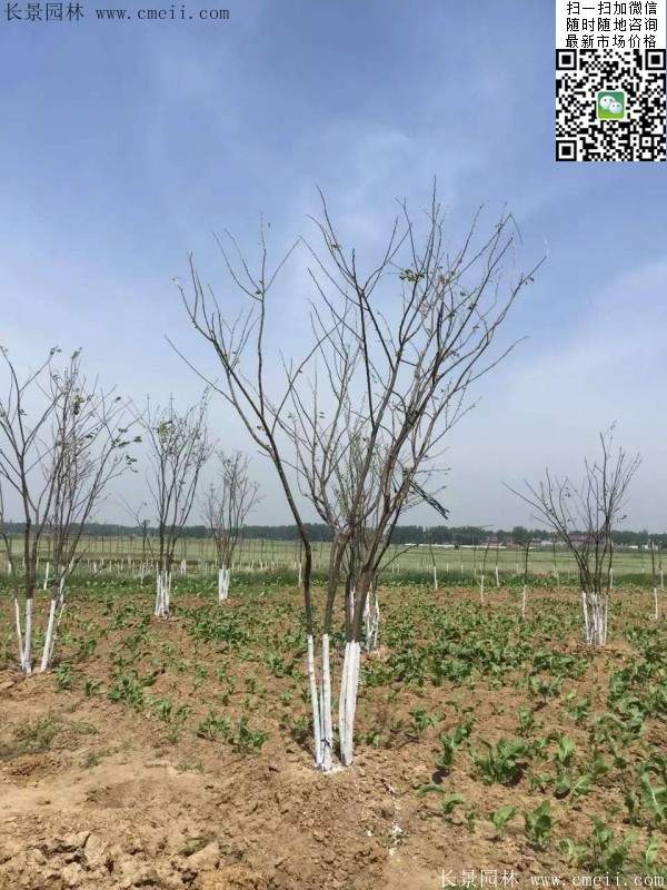 大規格櫸樹 大規格櫸樹