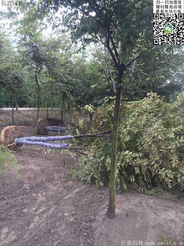 大規格櫸樹 大規格櫸樹