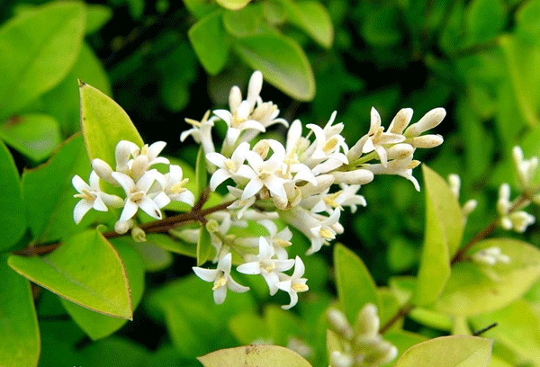 金葉女貞--長(zhǎng)景園林 金葉女貞--長(zhǎng)景園林