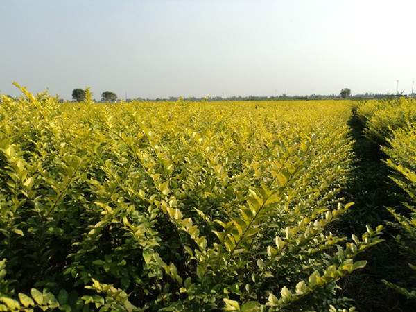 金葉女貞--長(zhǎng)景園林 金葉女貞--長(zhǎng)景園林