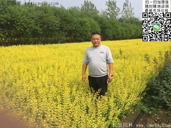 金葉女貞--長(zhǎng)景園林 金葉女貞--長(zhǎng)景園林