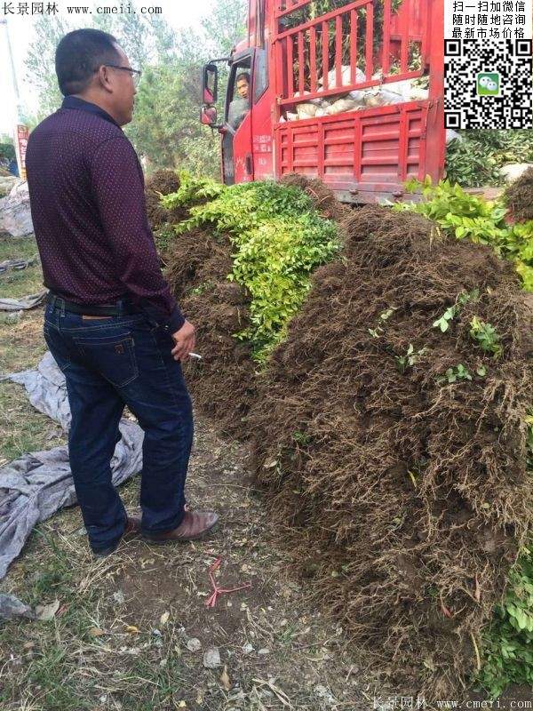 金葉女貞--長(zhǎng)景園林 金葉女貞--長(zhǎng)景園林