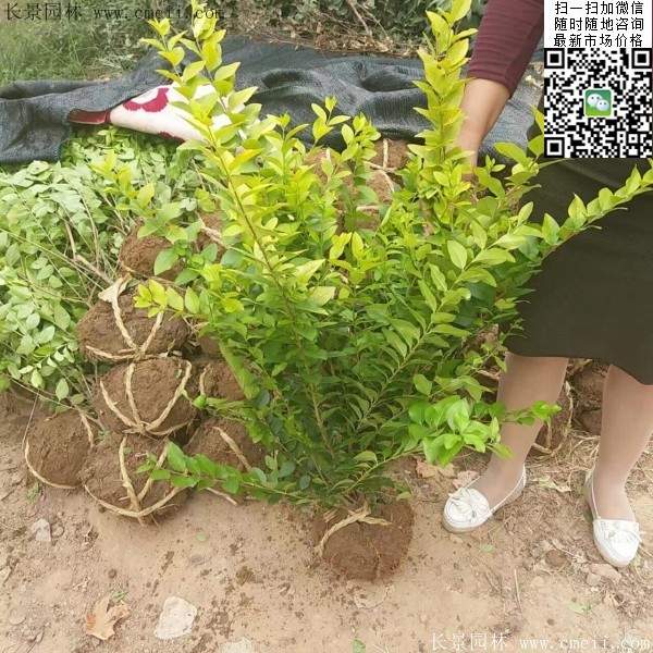 金葉女貞--長(zhǎng)景園林 金葉女貞--長(zhǎng)景園林