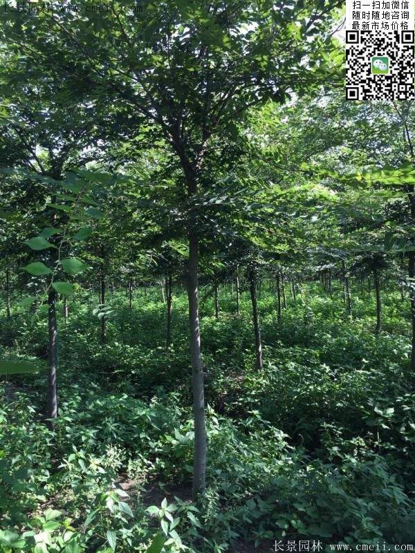 櫸樹身價(jià) 櫸樹身價(jià)