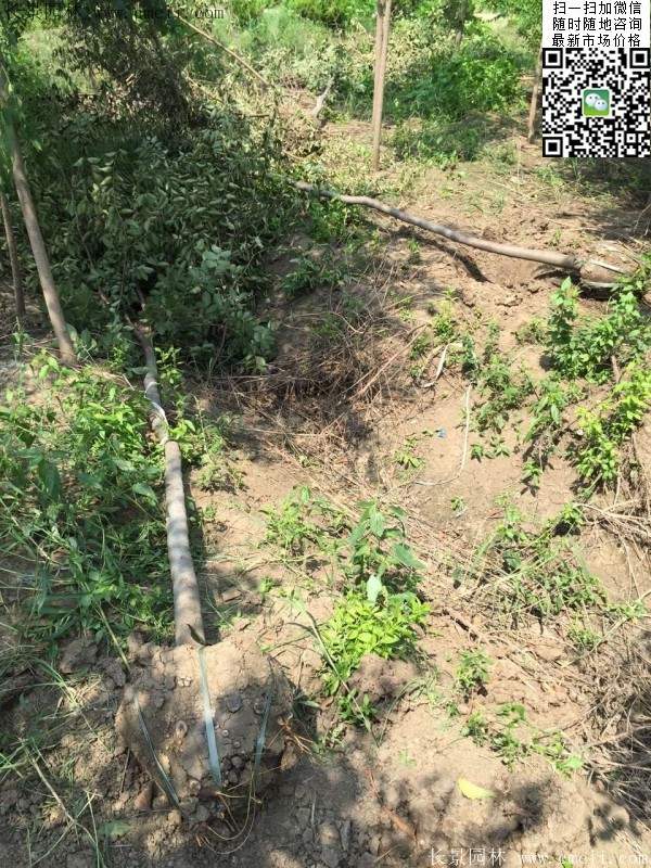 櫸樹身價(jià) 櫸樹身價(jià)