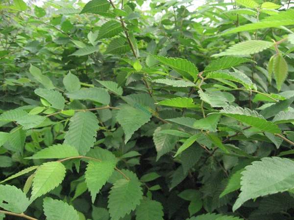 櫸樹身價(jià) 櫸樹身價(jià)