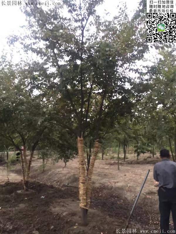 櫸樹(shù)綠化 櫸樹(shù)綠化