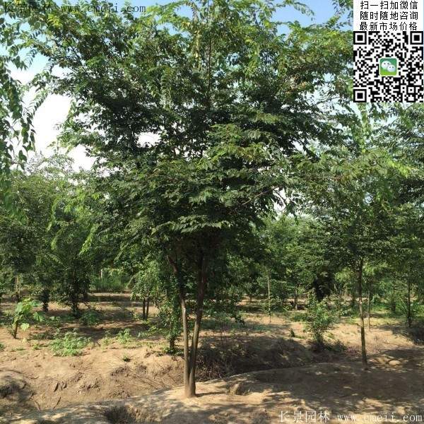 櫸樹(shù)綠化 櫸樹(shù)綠化