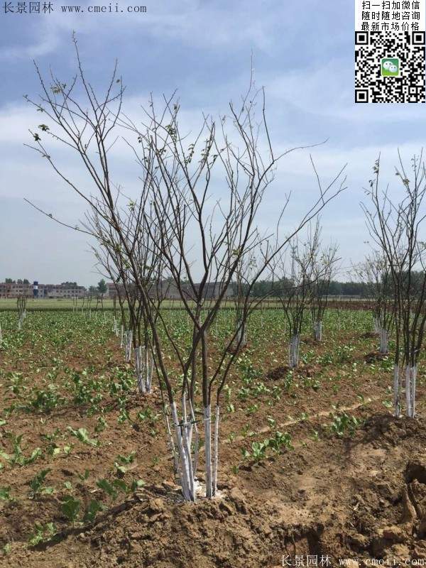 櫸樹(shù)綠化 櫸樹(shù)綠化