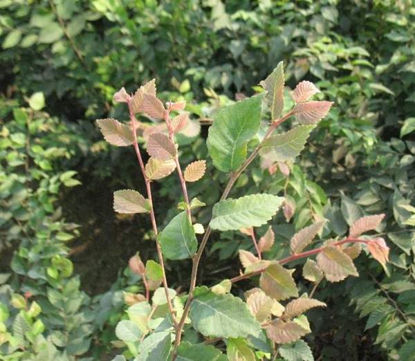 櫸樹(shù)綠化 櫸樹(shù)綠化