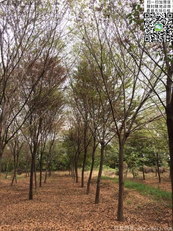 沭陽櫸樹 沭陽櫸樹