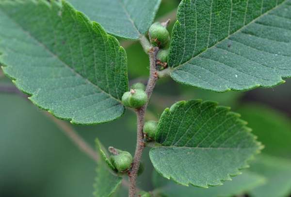 櫸樹果實 櫸樹果實