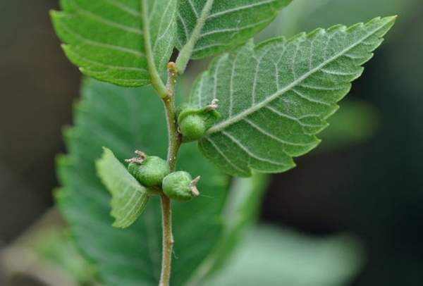 沭陽櫸樹批發 沭陽櫸樹批發