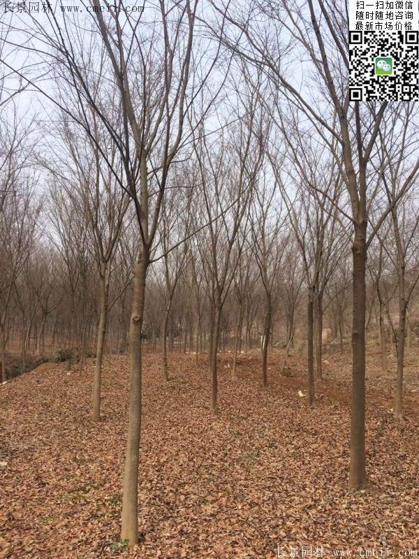 櫸樹大樹移栽 櫸樹大樹移栽